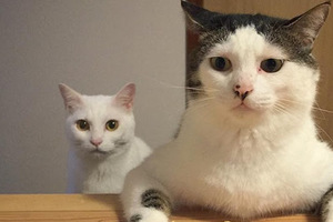 笑到噴飯！兩隻貓咪天天『看人類吃飯』的時候竟然做出『這樣的反應』！