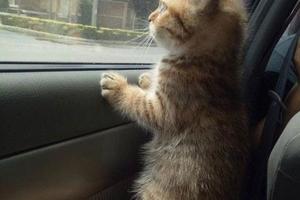 第一次坐車的小貓咪，讓主人托它屁股看窗外，萌死人不償命