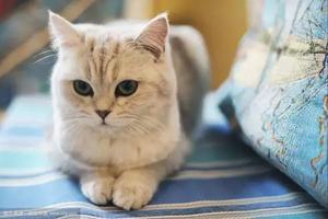 養貓手冊：貓咪多久，多大吃一次化毛膏？