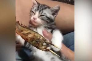 主人搖小貓起來吃小魚乾，小貓：我是只假貓！