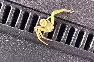 驚現人面蜘蛛!黃色腹部「浮出清晰五官」 詭異照片網瘋傳 驚現人面蜘蛛!黃色腹部「浮出清晰五官」 詭異照片網瘋傳