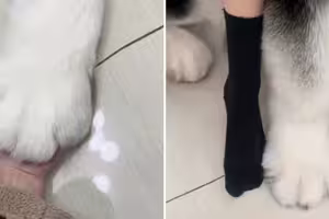 超巨型腳掌!「超大隻本尊曝光」模樣超傻萌 超巨型腳掌!「超大隻本尊曝光」模樣超傻萌