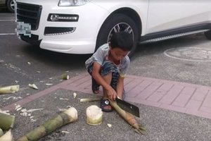 八八風災雙親亡 11歲童砍筍賺學費