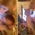 網友見到這位猴爸爸「認真教猴兒子用平板電腦」都忍不住發笑，但細看之後卻發現一件奇怪的事情…