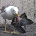 【影片】鴿子被啄到脖子分離！　可愛海鷗最兇殘的一面被拍到　街頭生吞鴿子