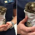 志工替從颶風中救出來的小貓咪穿上「襪子毛衣」，結果沒多久就有人立馬把牠帶回家了！