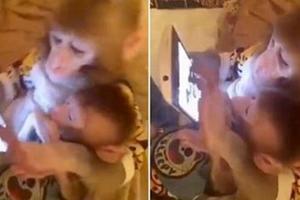 網友見到這位猴爸爸「認真教猴兒子用平板電腦」都忍不住發笑，但細看之後卻發現一件奇怪的事情…