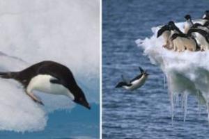 企鵝原來「心機超重」，趁不注意「踢發呆同伴下水」！「你先請」理由超自私！