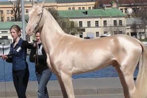 這匹就是「全世界公認最美麗的馬」，當專家好奇檢查毛髮…大家終於知道真相了！
