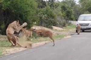 這場面太震撼！小鹿為了躲獅子「意外跑向獅群中」，獅群「秒分屍」殘暴景象全被錄下了
