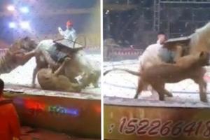 【視頻】絕對慎入！　中國馬戲團「獅子騎馬」出意外　變成「獅虎啃撕馬」觀眾嚇傻