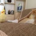 家裡小奶貓向新來的鸚鵡宣示主權，結果被一頓胖揍，然後就~