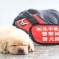 新北市警犬隊「滿月小犬」萌翻上千網友！睡眼迷濛的樣子讓網友驚呼太可愛希望「不要長大」！