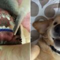 這隻小狗狗因為天生暴牙無法閉上嘴巴，裝上「狗牙套」之後…現在的模樣會讓每個人都露出笑容！