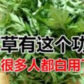 艾草可以種植野生艾草有這個功效很多人都白用了