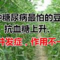 5種糖尿病最怕的豆子，抗血糖上升、抗並發症，作用不一般