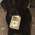 鬼點子！狗狗超愛從錢包偷鈔票為要回錢她想出妙招