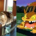 【龍貓公車】算什麼！我家有「貓貓高鐵」你看過嗎？