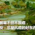 魚腥草致癌是真的嗎？致癌食物並不一定吃了就致癌！