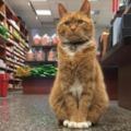 雜貨店老闆收養一隻貓咪，貓咪為老闆打工九年，成活體招財貓