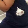 主人把貓咪裝在口袋裡，被同事誤認為是手機殼！太萌了好想有一個