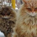俄羅斯農民飼養幾百隻貓咪保護農場裡的雞跟兔子，嚇退老鼠
