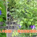 「蝶豆花茶」抗老抗氧化、預防「糖尿病」一杯6種功效！抗癌又護腦，四種人不能碰！