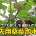 桑葉泡水喝有什麼功效？教你如何製作桑葉茶！