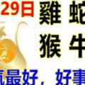 11月29日生肖運勢_雞、蛇、鼠大吉