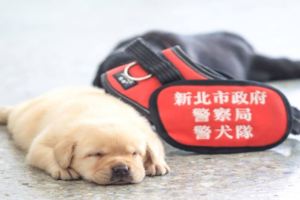 新北市警犬隊「滿月小犬」萌翻上千網友！睡眼迷濛的樣子讓網友驚呼太可愛希望「不要長大」！