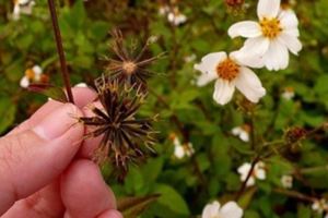 鬼針草─民間草藥治高血壓高血脂效果好