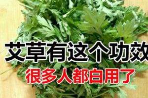 艾草可以種植野生艾草有這個功效很多人都白用了