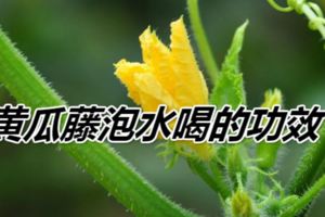 黃瓜藤泡水喝的功效？黃瓜藤：味甘性平，利水解毒、祛痰鎮痙。