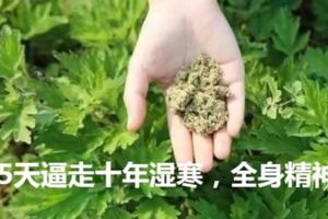 艾草墊，讓你坐在陽氣上，15天逼走十年濕寒，全身精神