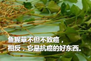 魚腥草致癌是真的嗎？致癌食物並不一定吃了就致癌！