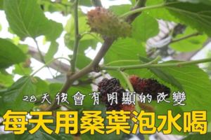 桑葉泡水喝有什麼功效？教你如何製作桑葉茶！