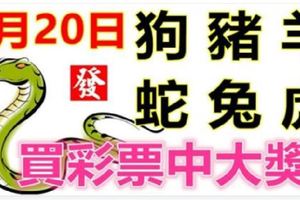 9月20日生肖運勢_狗、豬、羊大吉