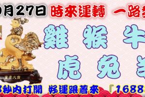 10月27日時來運轉一路發，雞猴牛虎兔羊，88秒內打開，好運跟著來『16888』