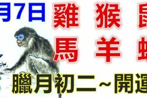 1月7日生肖運勢_雞、猴、鼠大吉