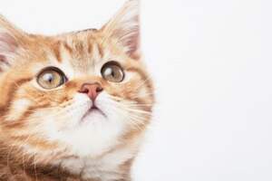 五秒鐘測試法看你家的貓咪到底喜不喜歡你！