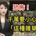 恐怖！只要不小心碰到這種「雜草」，你的「鼻子」和「肝」就會開始產生病變…一定要記住他的「長相」，現在已經蔓延全台灣（視頻）