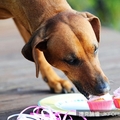「木糖醇」對狗比巧克力更毒　一年3000隻家犬誤食喪命 
