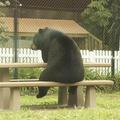  史上最憂鬱的黑熊...獨自坐在餐桌椅上看起來超萌又好寂寞