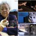 餵養百隻街貓 88歲張奶奶尋接班人