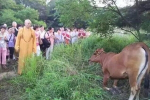 法師一行人路過金門，好心的救了一頭正在哭泣的母牛，沒想到之後母牛竟....讓眾人全傻了！