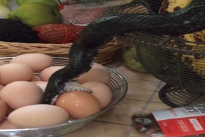夫妻發現一條黑蛇在廚房偷吃雞蛋卻做了有趣舉動