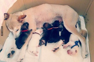 她撿回來養的懷孕狗媽媽生下6隻小狗，長大後的模樣讓主人直呼「根本是驚喜包啊」！