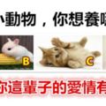 4個小動物，你想養哪個？測試你這輩子的愛情有多甜