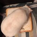 媽媽傳一張「杏鮑菇吐司蛋」早餐照給我，結果下一秒他說...那是你養的白貓啊！！！！