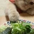 超萌小貓咪不喜歡小魚乾，偏偏愛上了這口味！